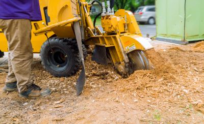 Fall Stump Grinding Process