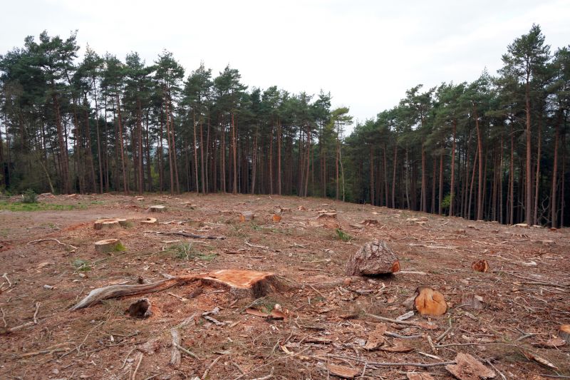 Finished Stump Removal